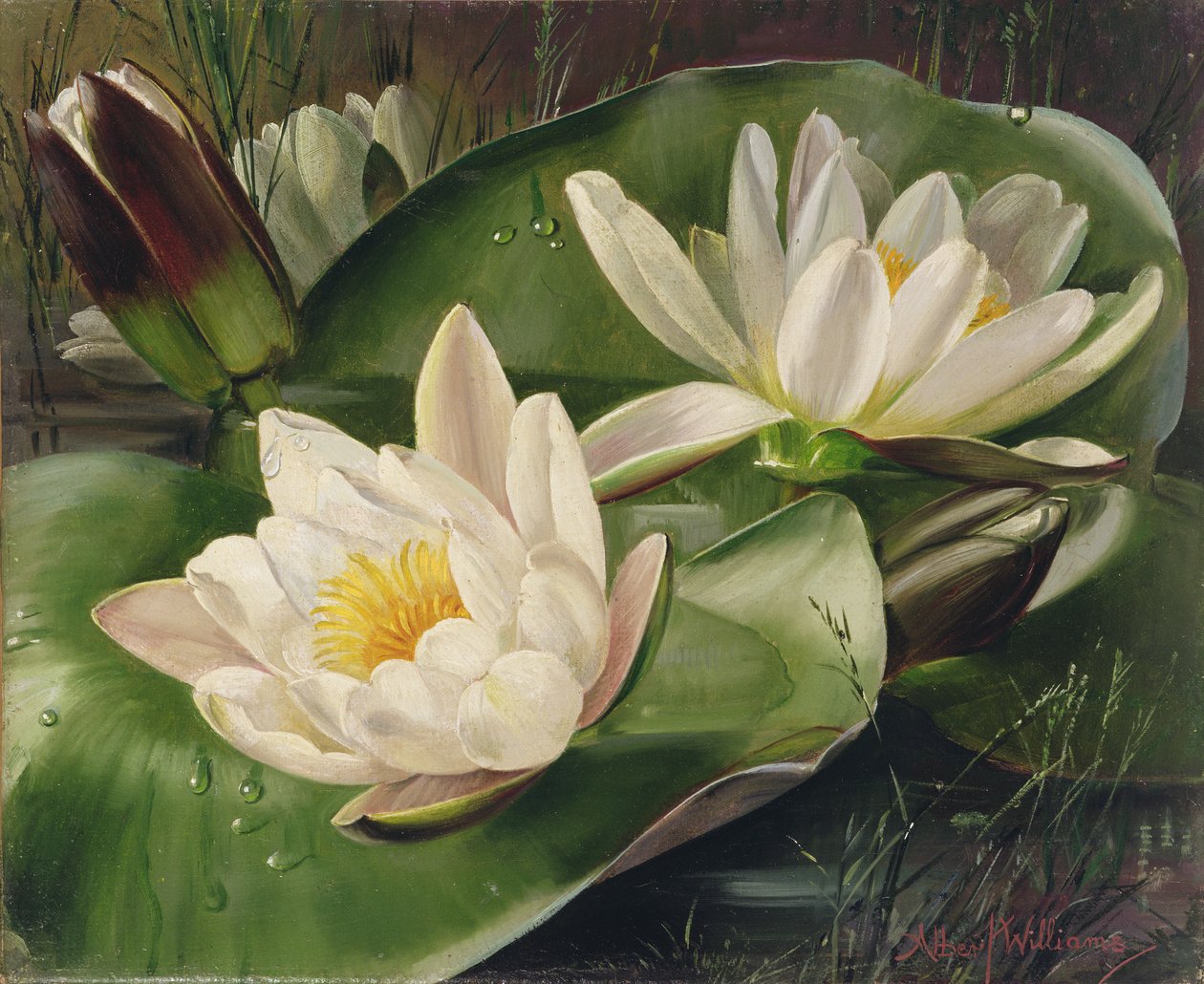 AB235 Lilie wodne autorstwa Albert Williams