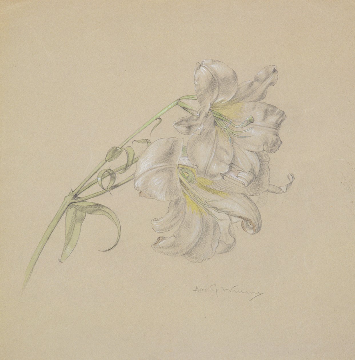 Lilia (wc, kreda i ołówek na papierze) autorstwa Albert Williams