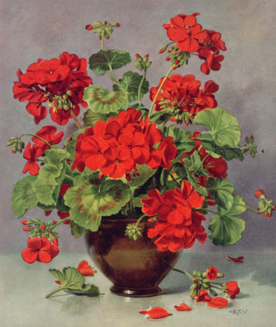 PB273 Шаазан вазеполи дахь Geranium autorstwa Albert Williams