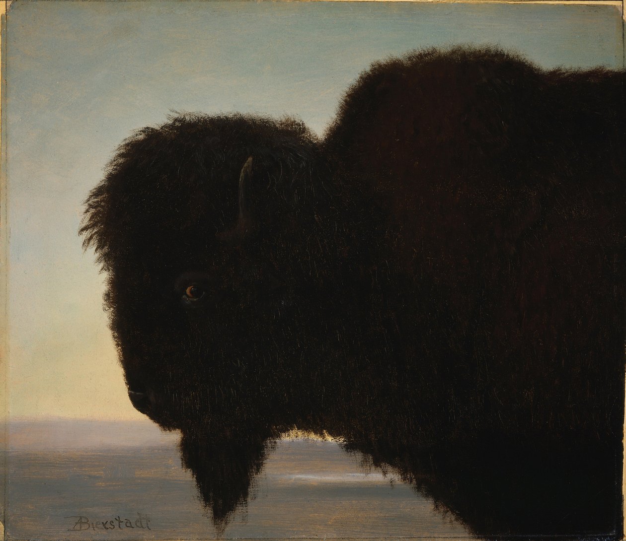 Głowa Bawoła autorstwa Albert Bierstadt