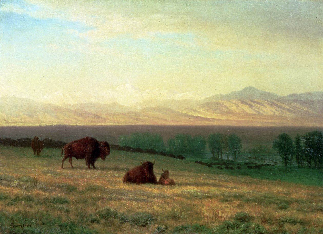 Bawół na równinach, ok. 1890 autorstwa Albert Bierstadt