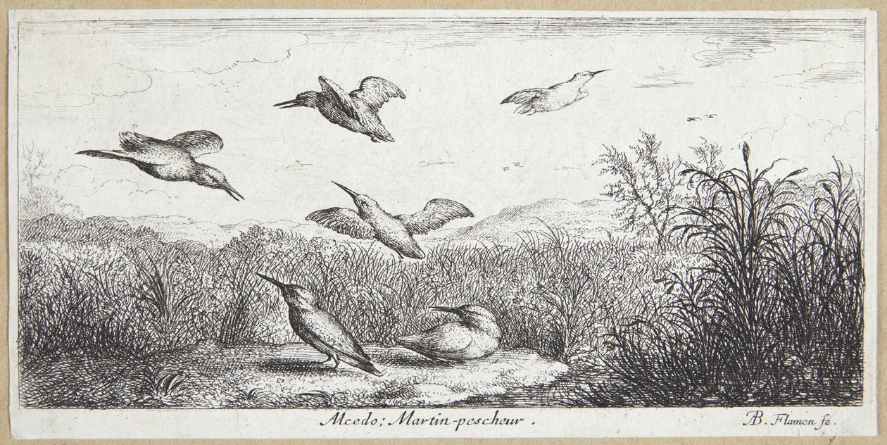 Zimorodek (Alcedo) autorstwa Albert Flamen