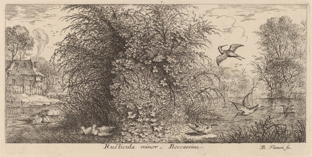 Rusticula minor, Snipe autorstwa Albert Flamen