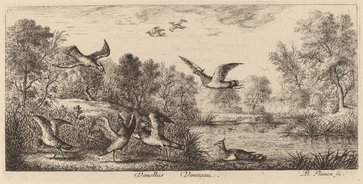 Vanellus, Czajka autorstwa Albert Flamen