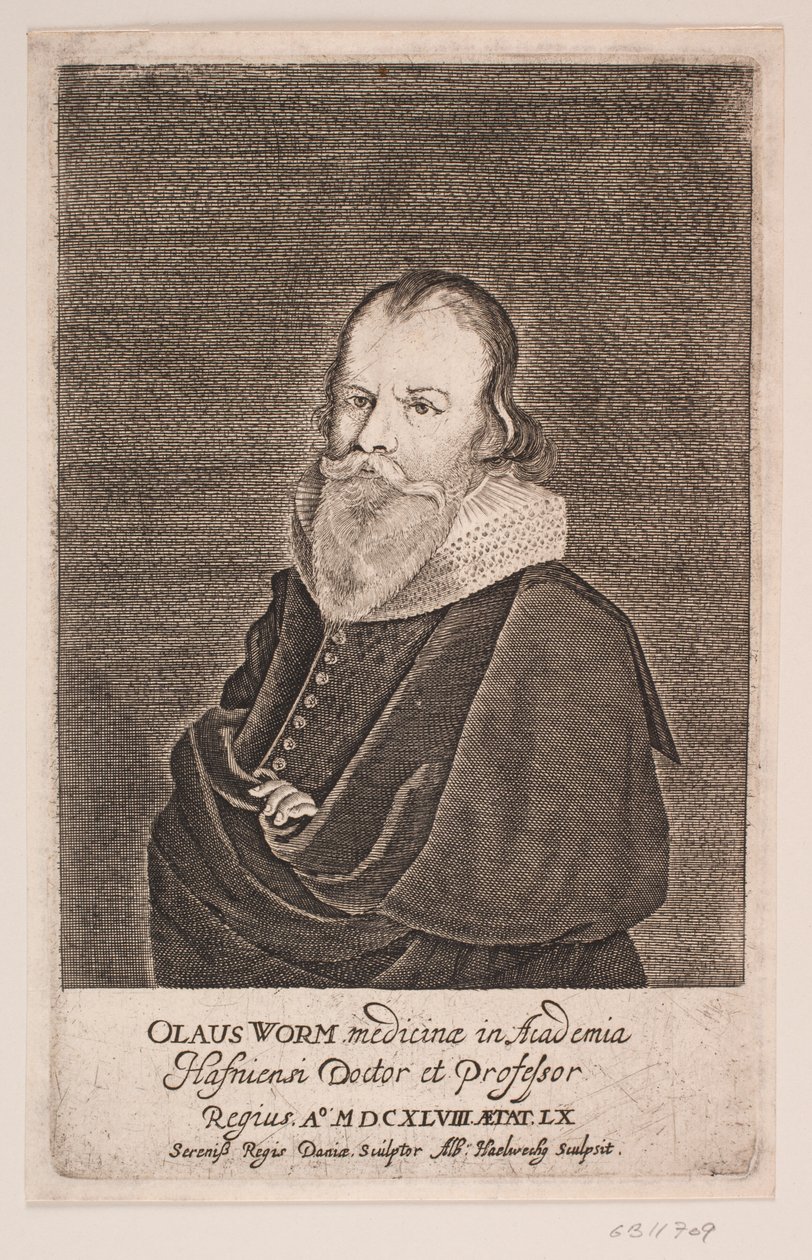 Ole Worm autorstwa Albert Haelwegh