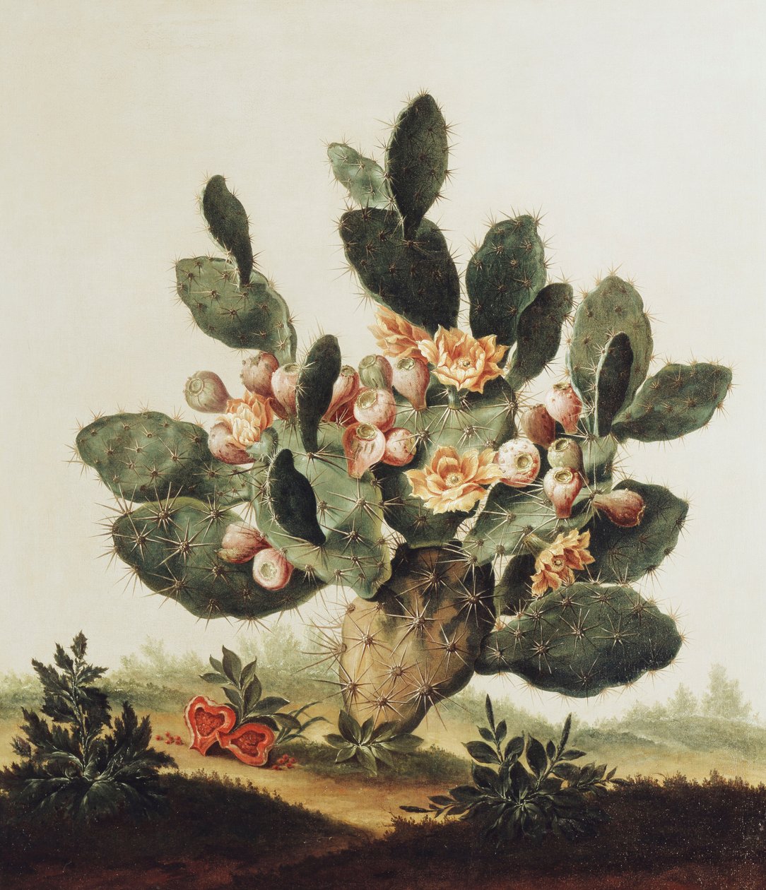 Martwa natura kaktusa autorstwa Albert van der Eeckhout