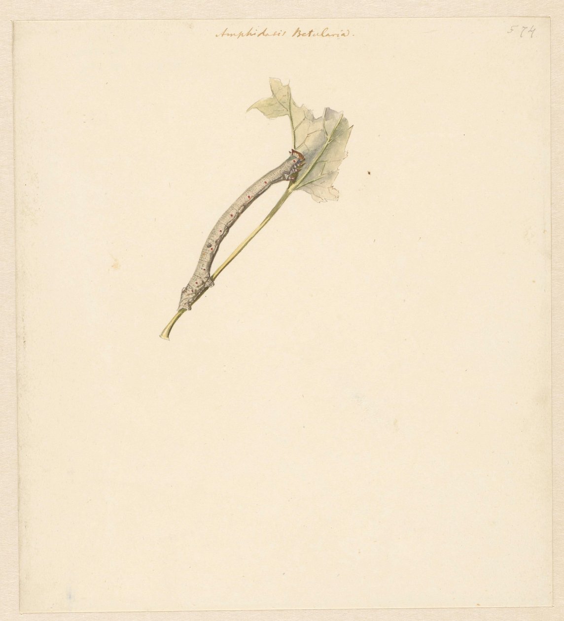 Studieblad spotkał rups, Amphidiasis Betularia autorstwa Albertus Steenbergen