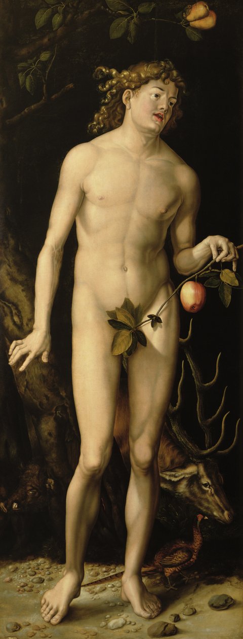 Adam autorstwa Albrecht Dürer