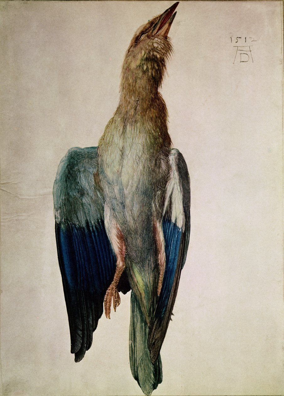 Blue Crow, 1512 (wc i gwasz na welinie) autorstwa Albrecht Dürer
