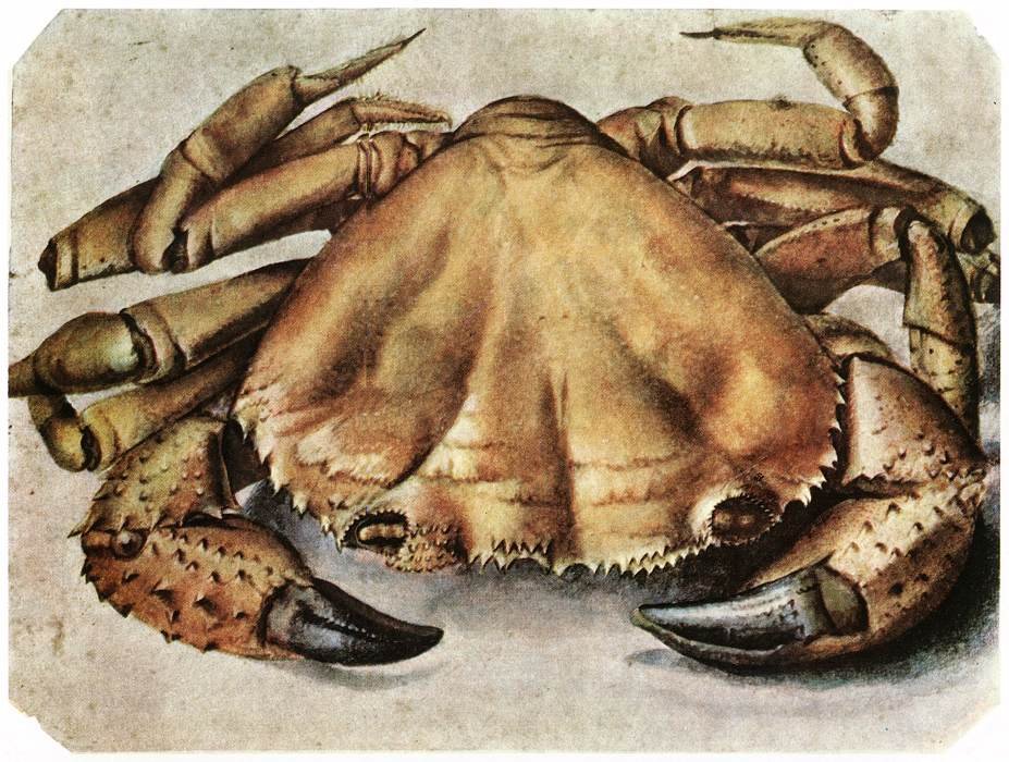 Krebs autorstwa Albrecht Dürer