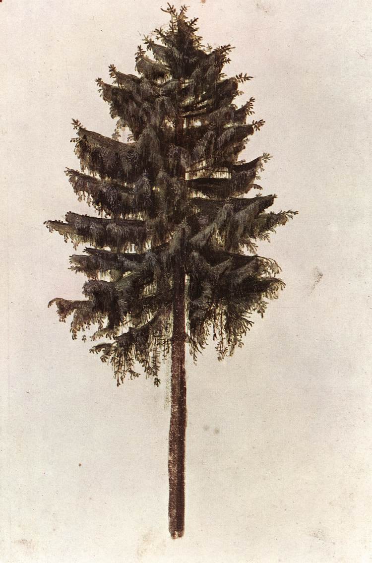 Drzewo Picea abies autorstwa Albrecht Dürer