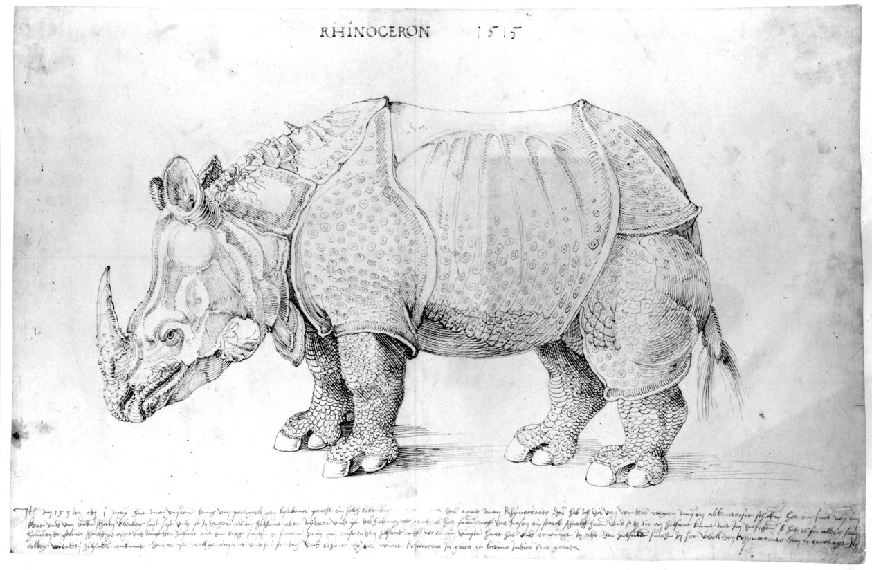 Nosorożec, 1515 autorstwa Albrecht Dürer
