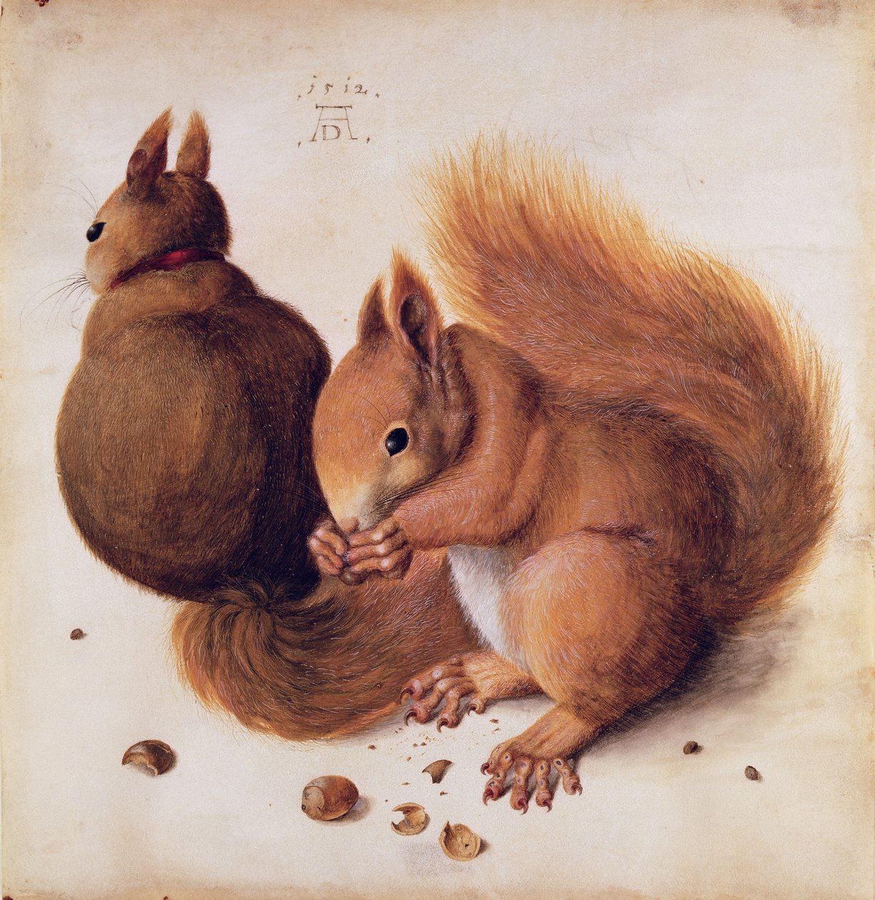 Wiewiórki, 1512 (tempera na pergaminie) autorstwa Albrecht Dürer