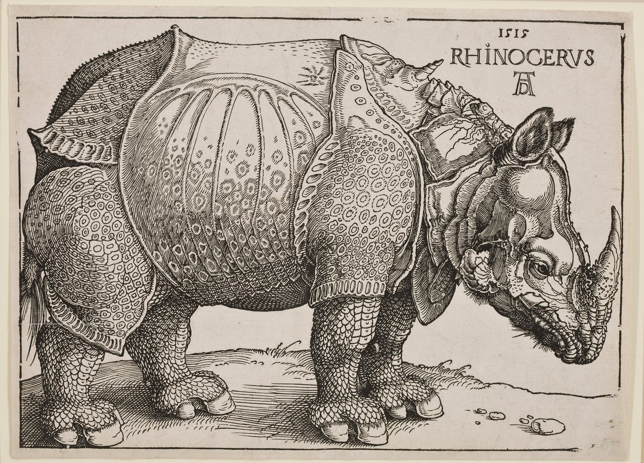 Nosorożec, 1515 autorstwa Albrecht Dürer