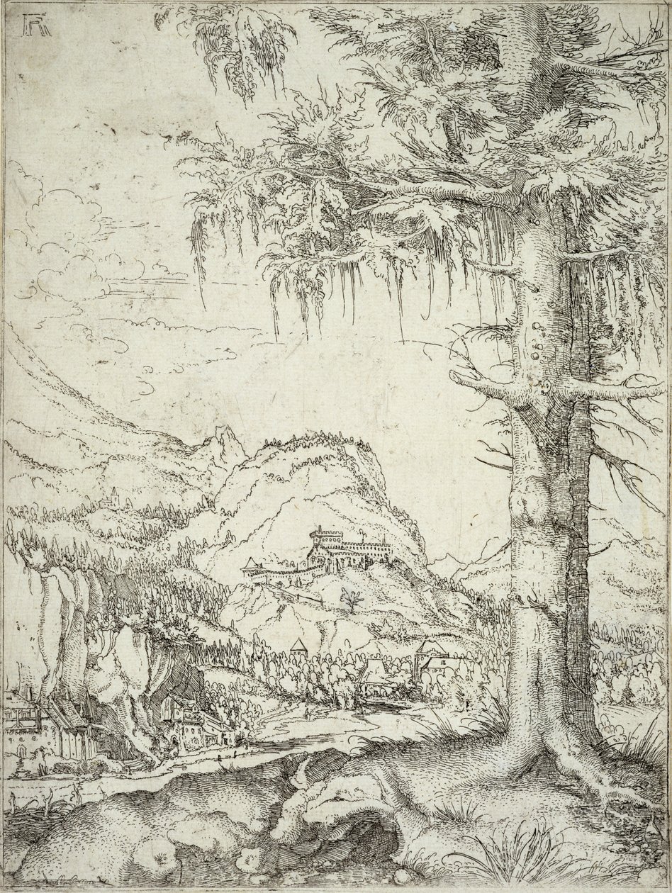 Wielki świerk, ok. 1520 autorstwa Albrecht Altdorfer