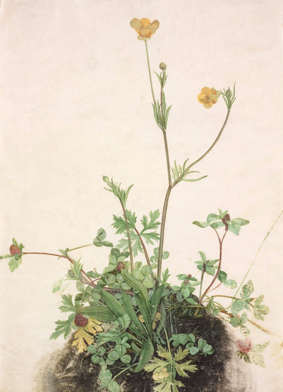 Jaskry, czerwona koniczyna i babka, 1526. autorstwa Albrecht Dürer
