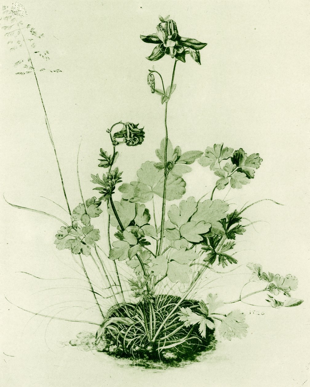 Columbine autorstwa Albrecht Dürer
