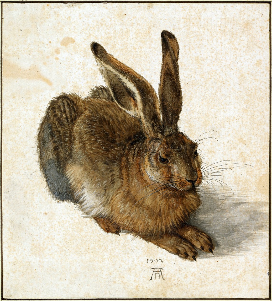 Zając (wyretuszowany) autorstwa Albrecht Dürer