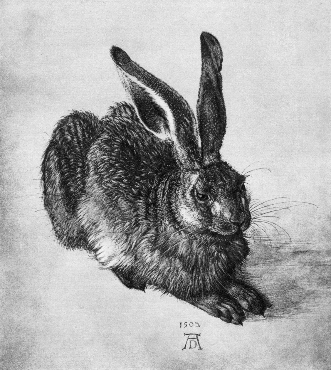 Zając, 1502, 1936 autorstwa Albrecht Dürer