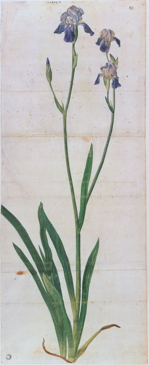 tęczówka niemiecka, ok. 1503. autorstwa Albrecht Dürer
