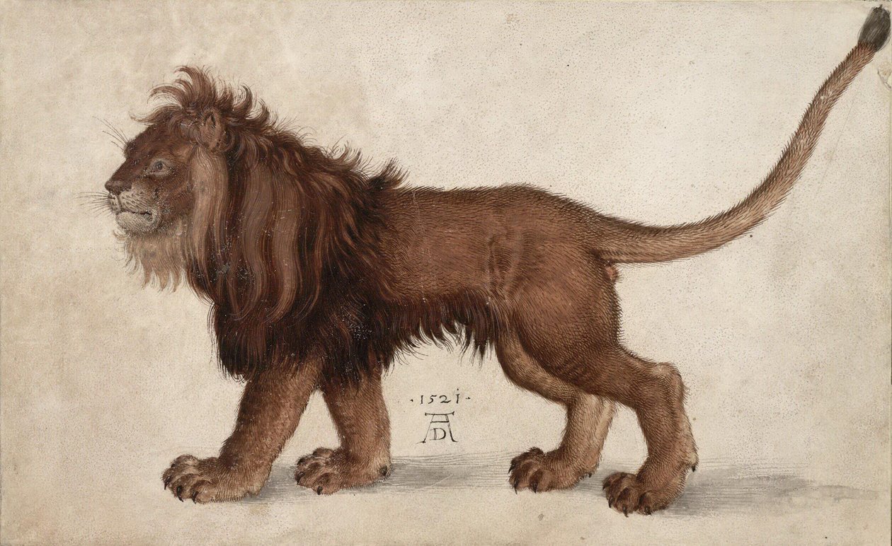 Lew, 1521. autorstwa Albrecht Dürer