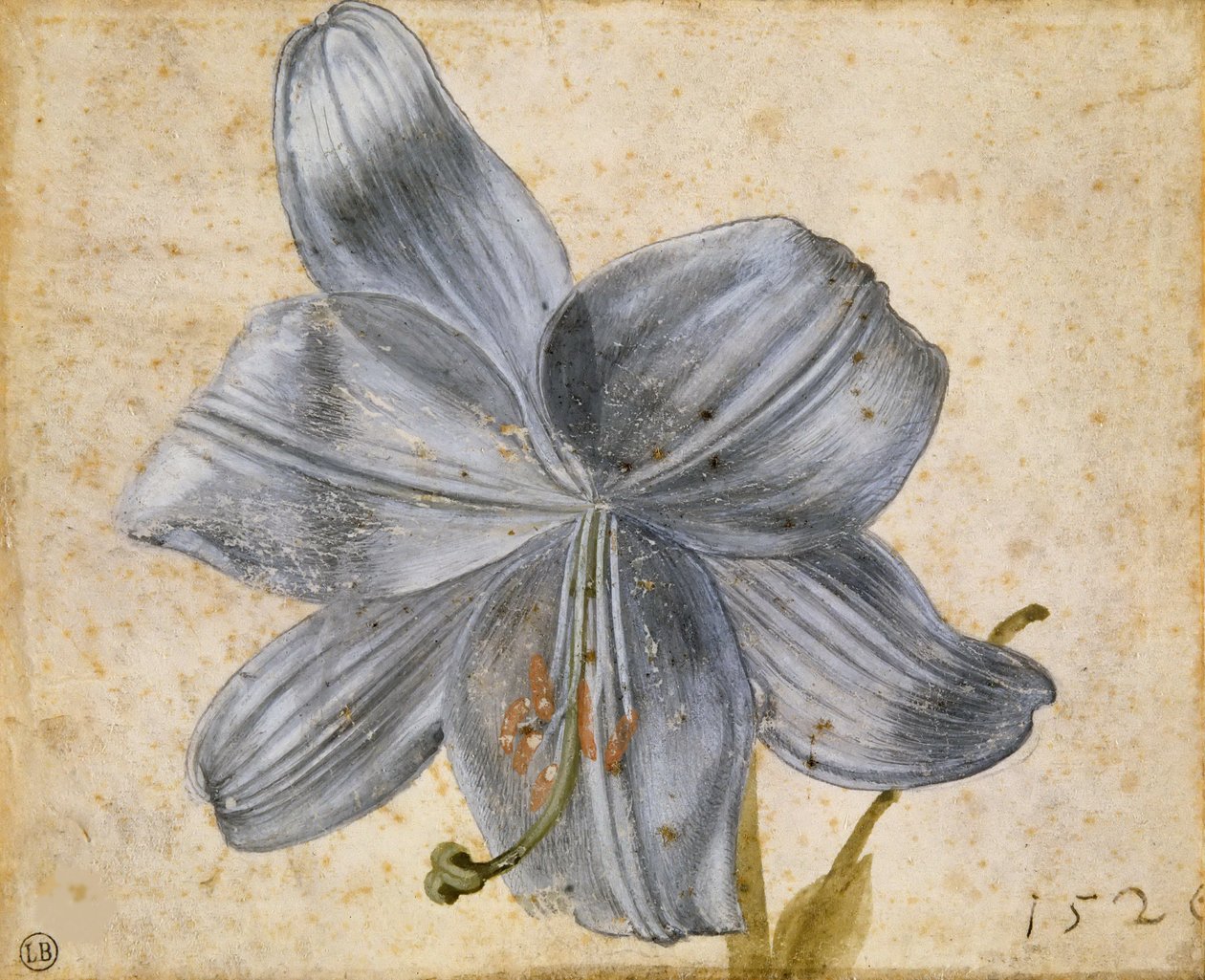Studium lilii, 1526. autorstwa Albrecht Dürer