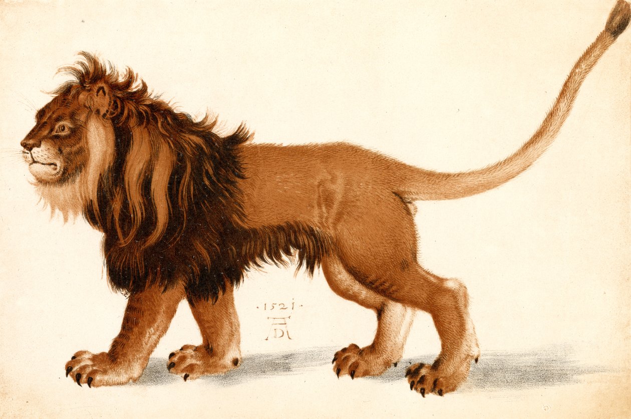 Studium lwa autorstwa Albrecht Dürer