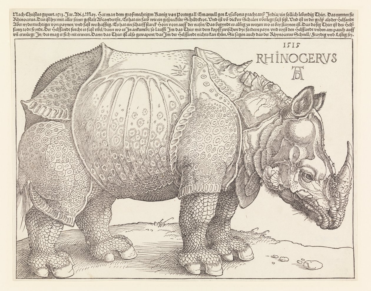 Nosorożec autorstwa Albrecht Dürer