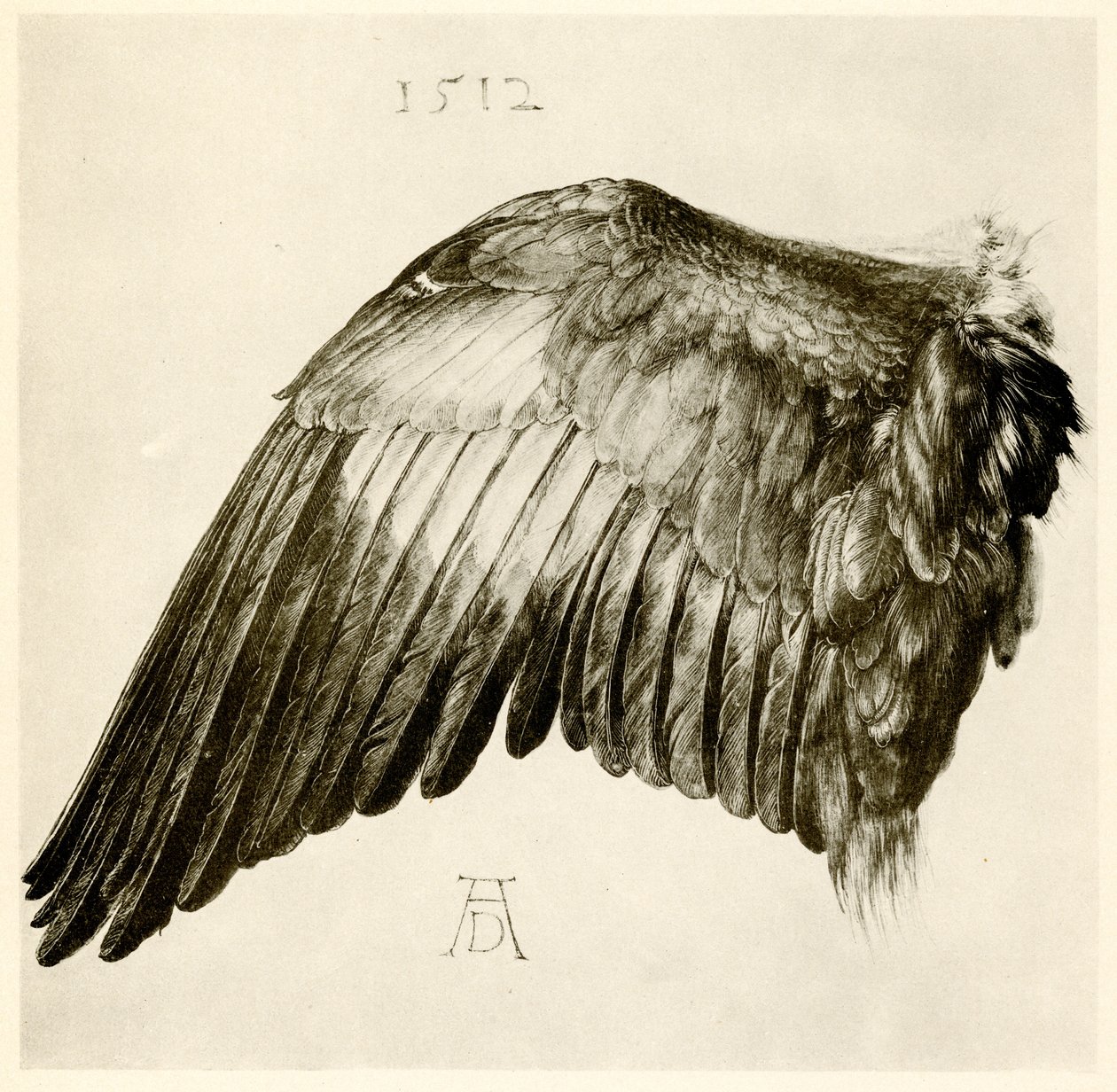 Skrzydło niebieskiego walca autorstwa Albrecht Dürer