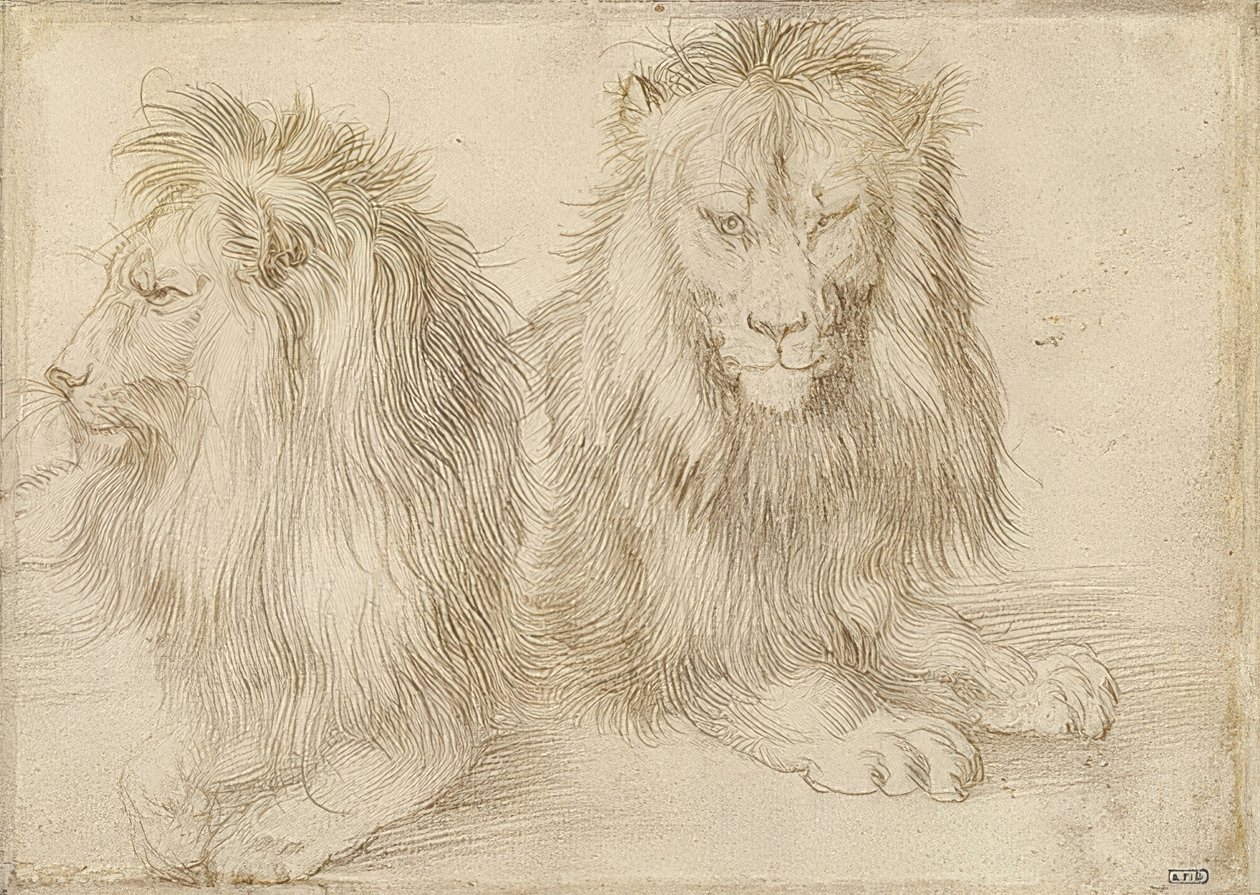 Dwa leżące lwy. 1521 autorstwa Albrecht Dürer