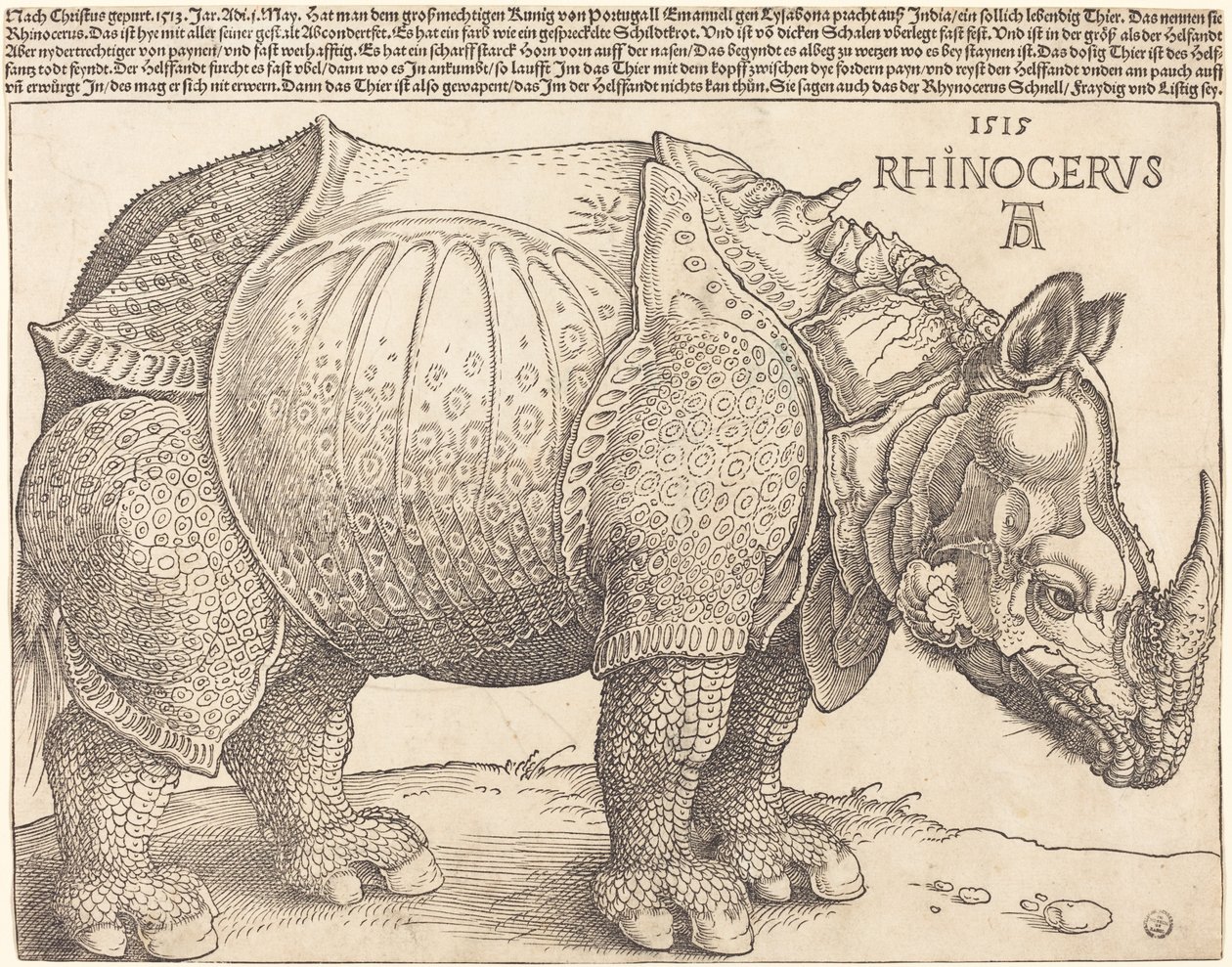Nosorożec autorstwa Albrecht Dürer
