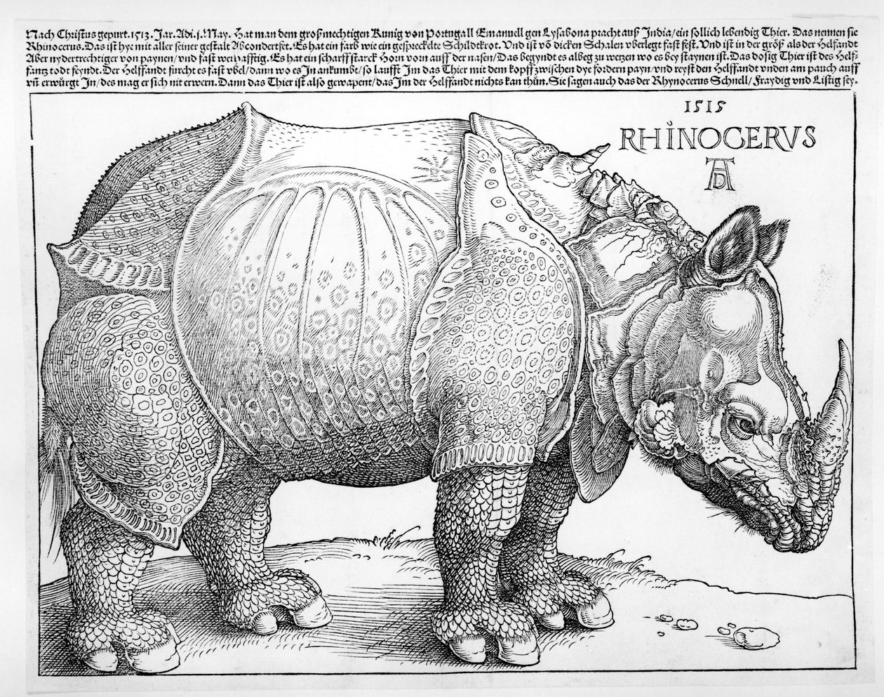 Nosorożec, 1515 autorstwa Albrecht Dürer