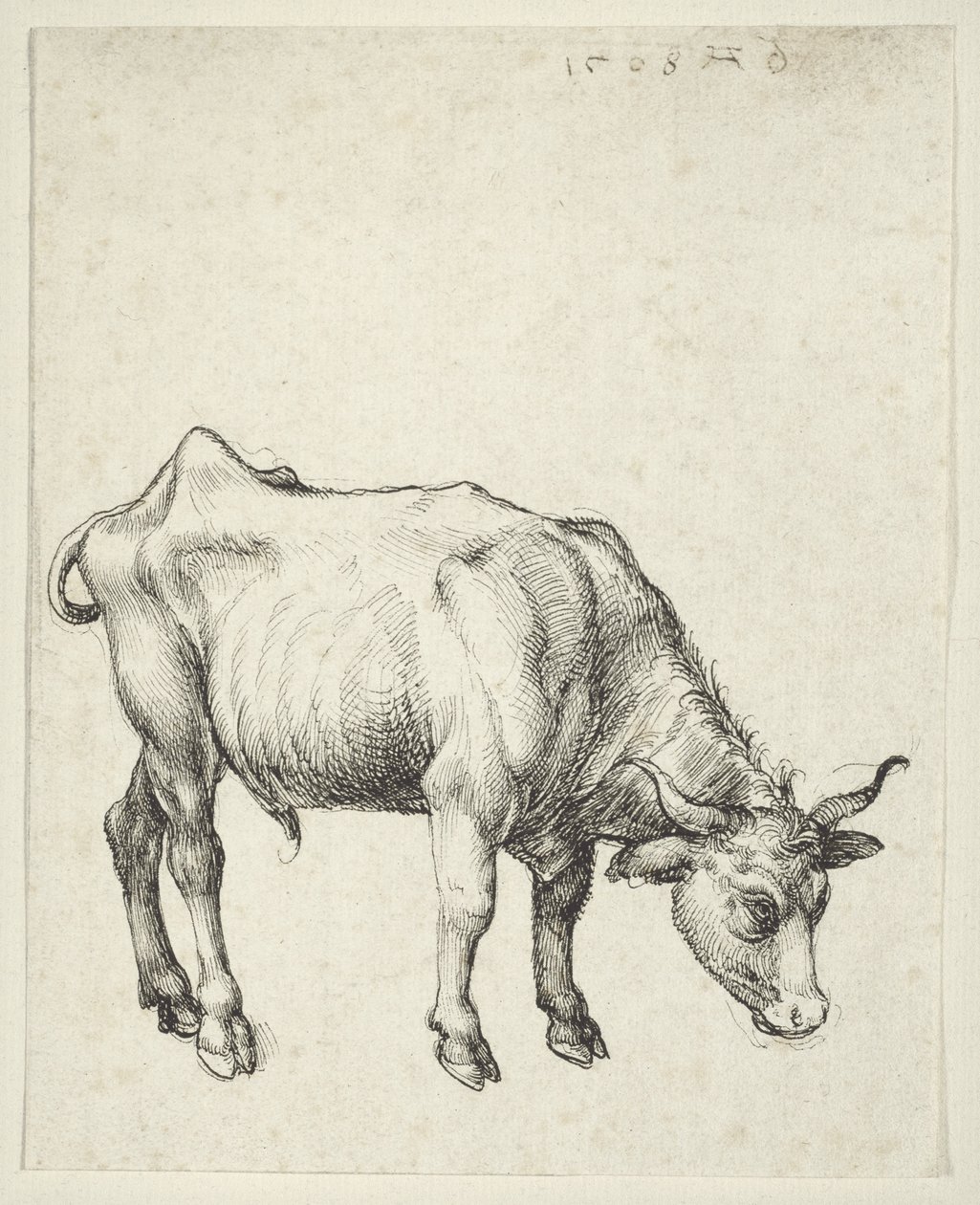 Młody byk, ok.1493 autorstwa Albrecht Dürer