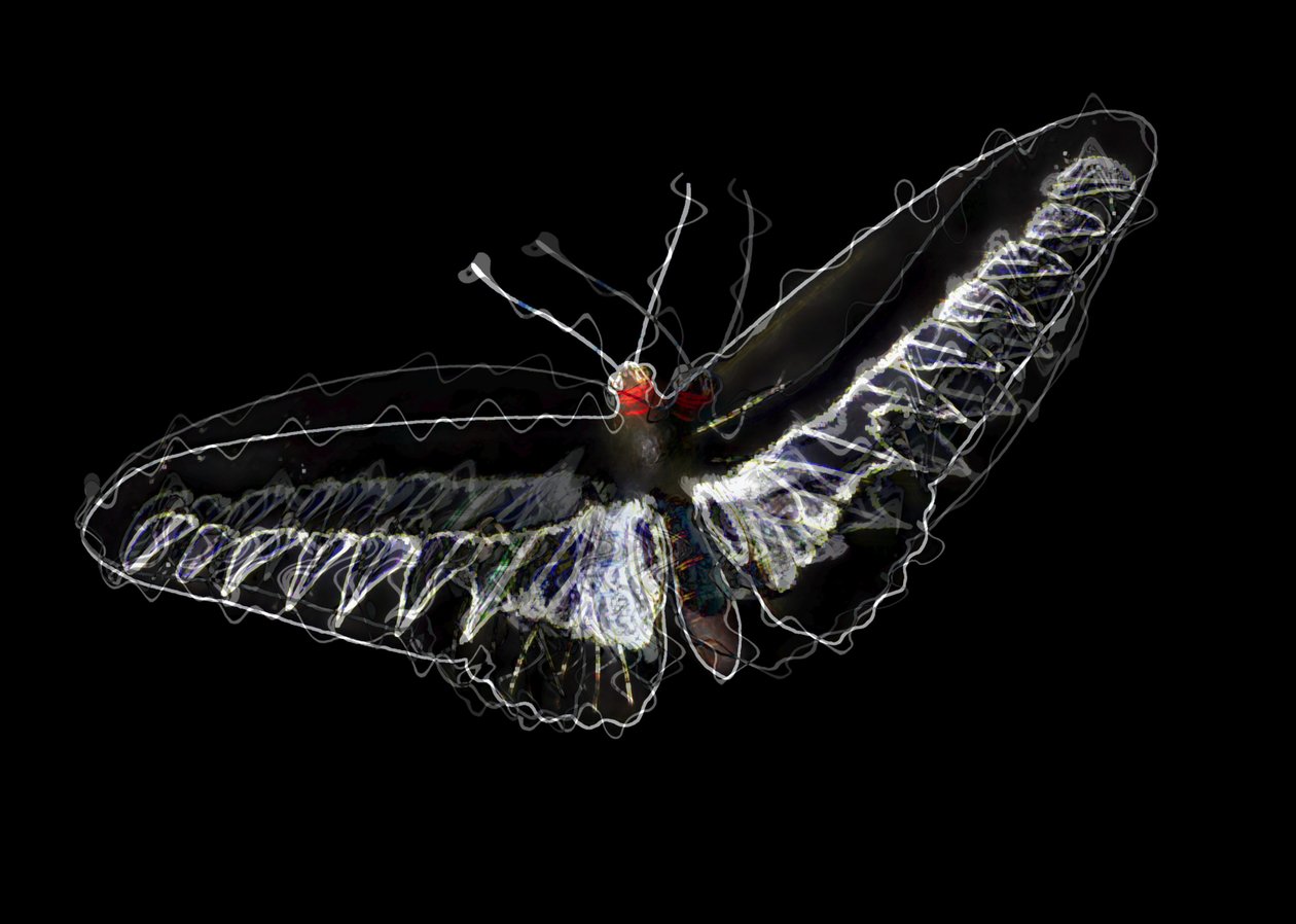 czarny motyl, 2020, (media mieszane) autorstwa Alex Caminker