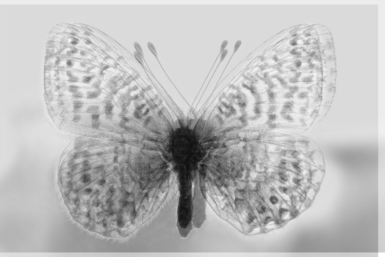 Klarowny motyl, 2019, (media mieszane) autorstwa Alex Caminker