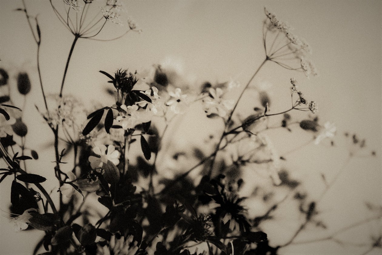 dekoracje naturalne,2019,(fotografia) autorstwa Alex Caminker