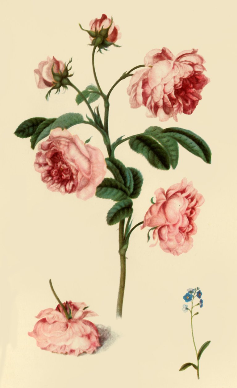 „Rosa Provincialis i Niezapominajka”, c1680, 1946. autorstwa Alexander Marshal