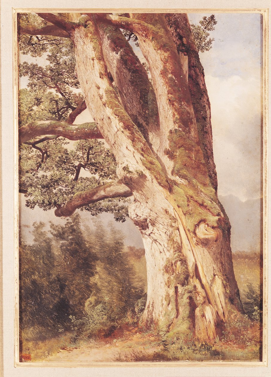 Dąb autorstwa Alexandre Calame