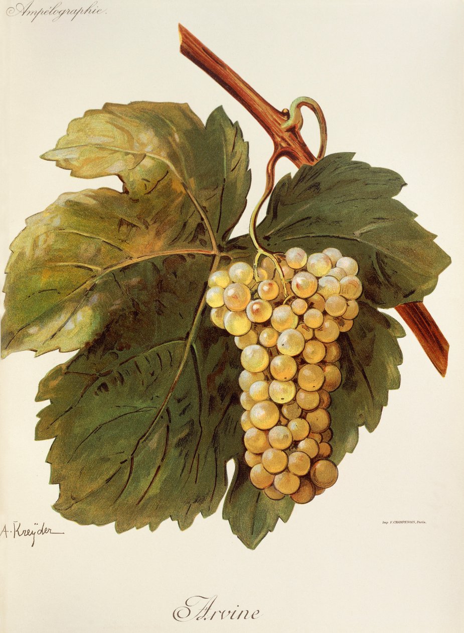 Winogrona Arvine autorstwa A. Kreyder autorstwa Alexis Kreyder