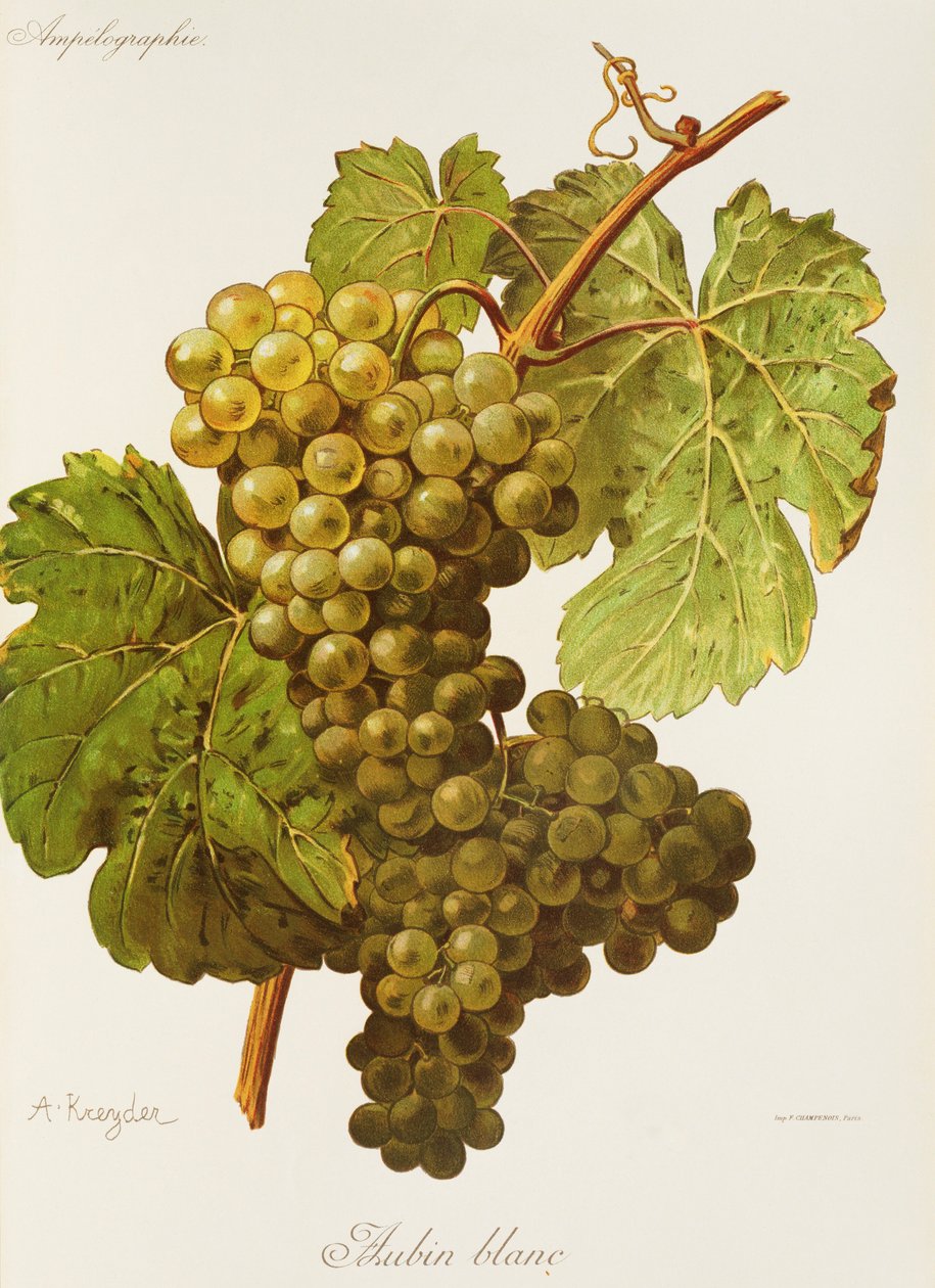 Winogrono Aubin Blanc autorstwa A. Kreyder autorstwa Alexis Kreyder