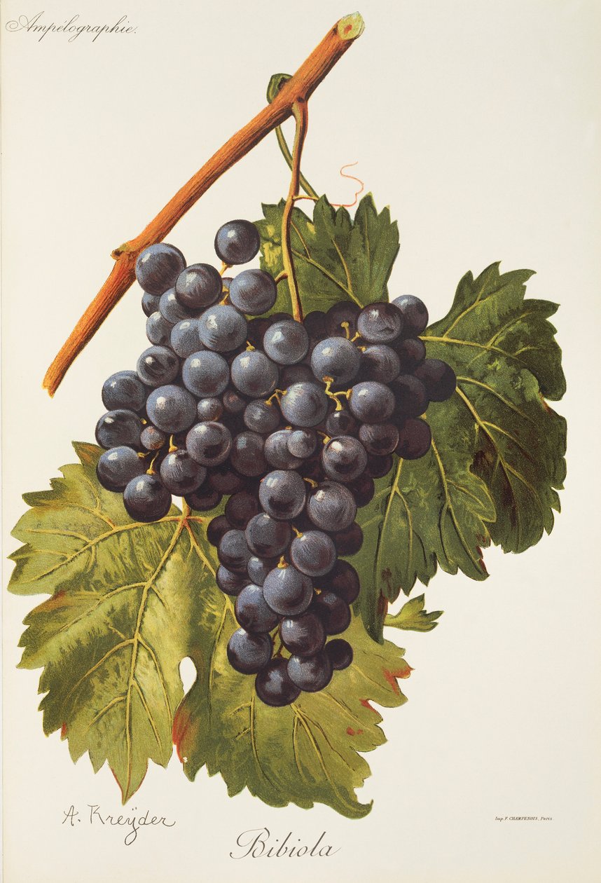 Winogrona Bibiola A. Kreyder autorstwa Alexis Kreyder
