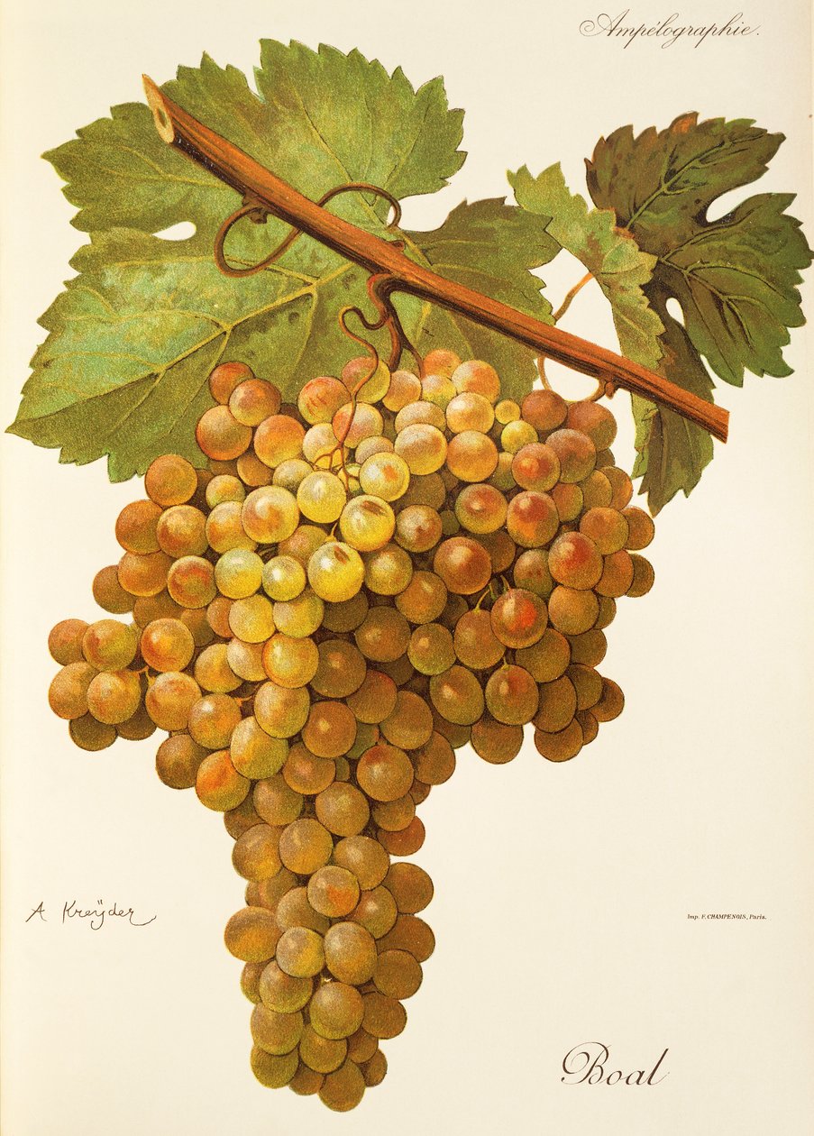 Winogrona Boal A. Kreyder autorstwa Alexis Kreyder