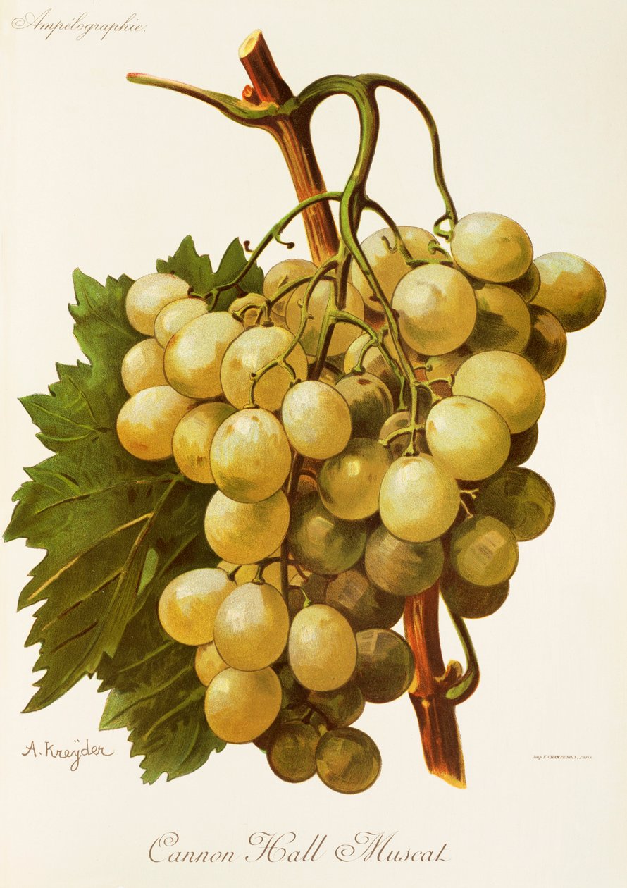 Winogrono Cannon Hall Muscat firmy A. Kreyder autorstwa Alexis Kreyder