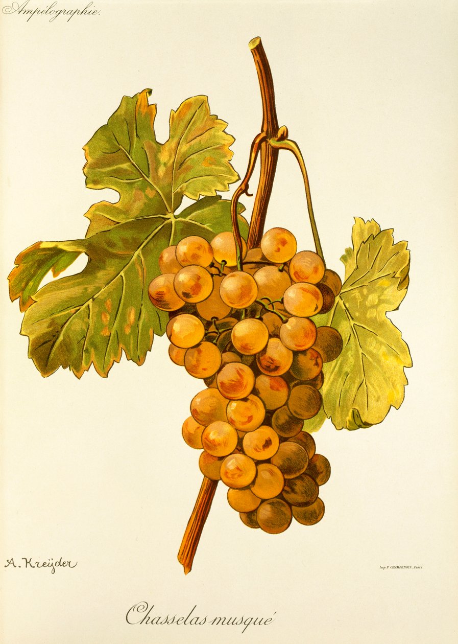 Chasselas Musque