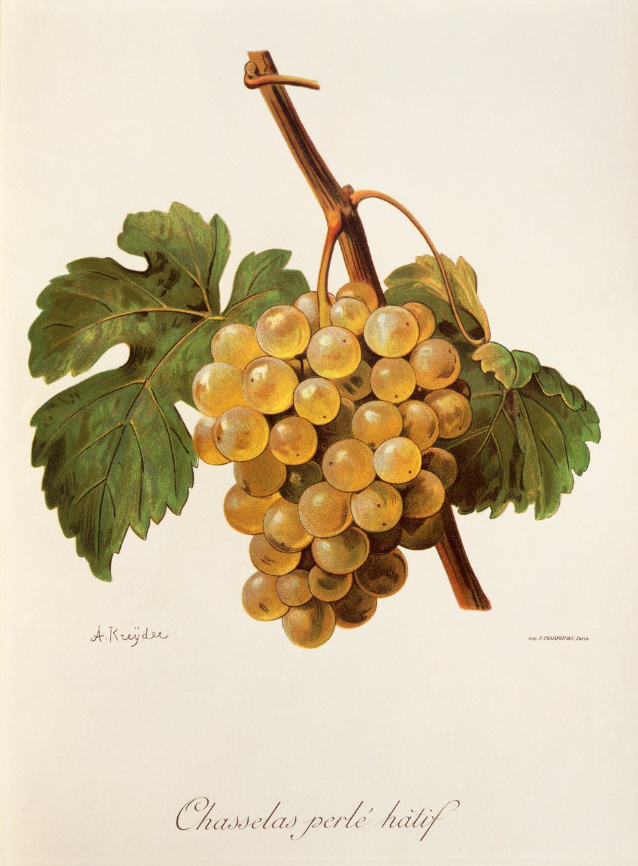 Winogrona Chasselas Perle
