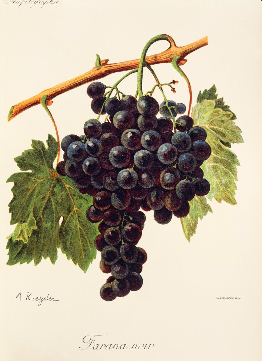 Winogrono Farana Noir A. Kreyder autorstwa Alexis Kreyder
