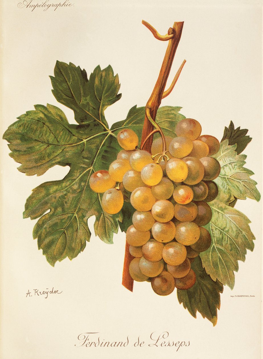 Winogrono Ferdinand de Lesseps – A. Kreyder autorstwa Alexis Kreyder