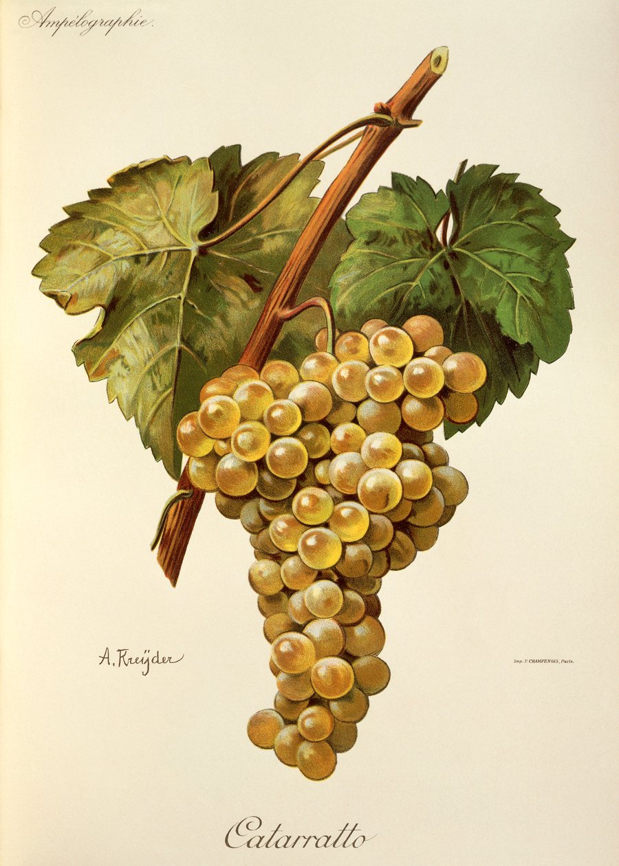 Winogrona Fiano – A. Kreyder autorstwa Alexis Kreyder