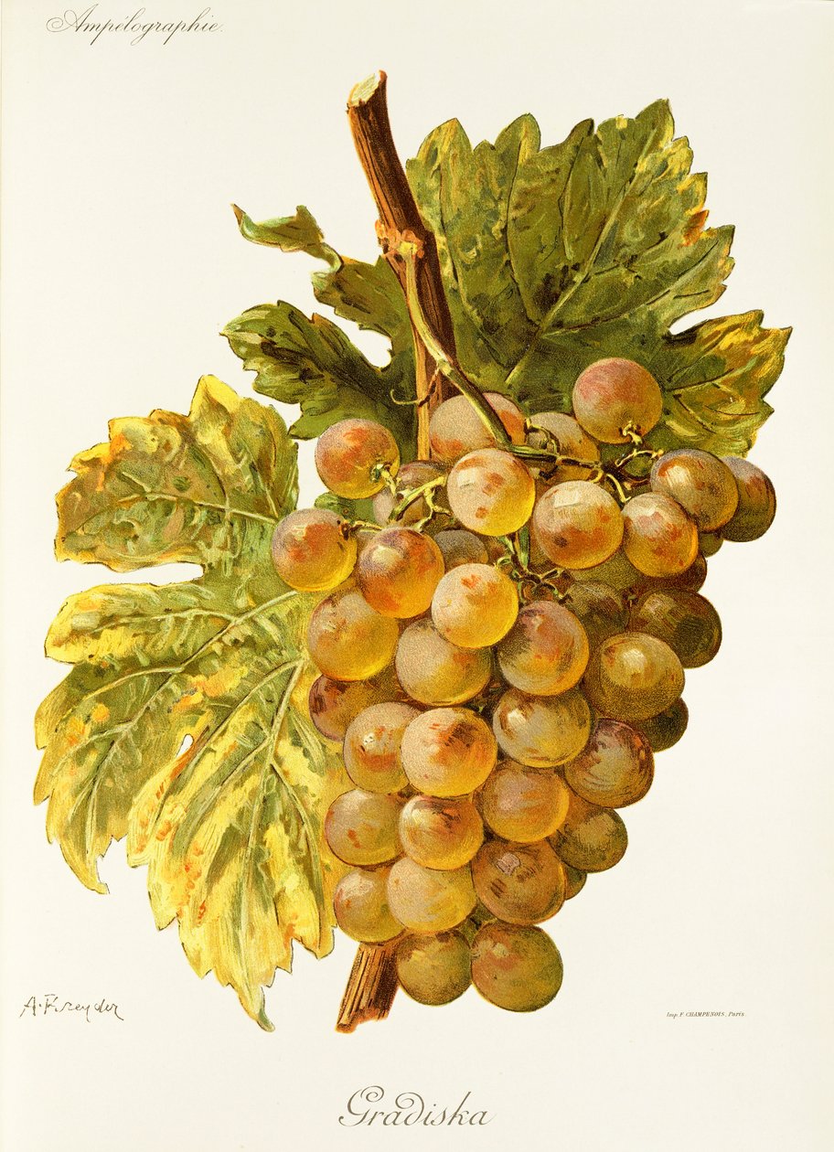 Winogrona Gradiska – A. Kreyder autorstwa Alexis Kreyder