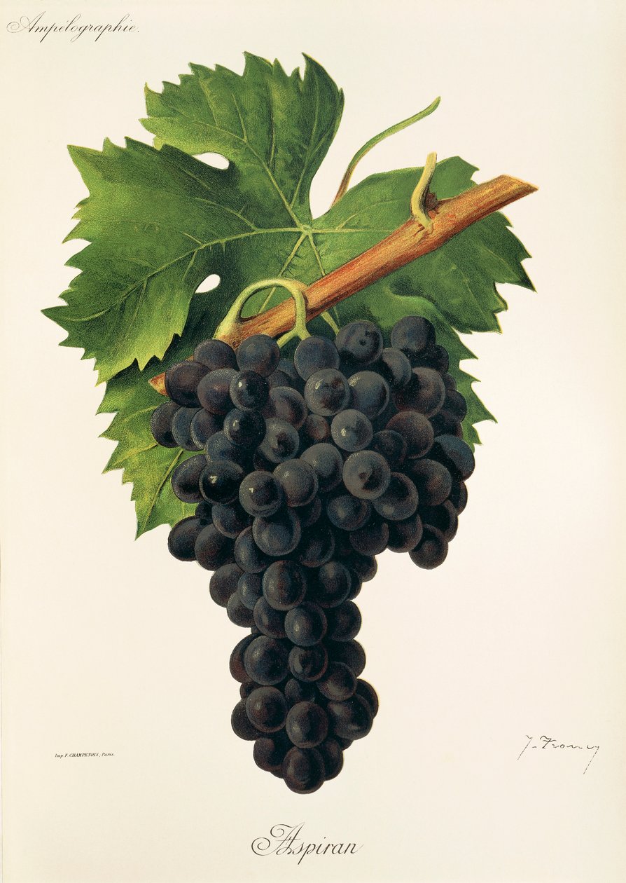 Winogrona Inzolia A. Kreyder autorstwa Alexis Kreyder